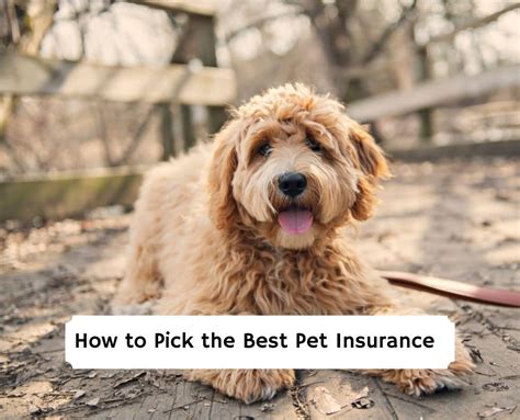 How to Pick the Best Pet Insurance .
